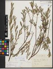Foto von Salix repens subsp. incubacea (L.) A. Neumann